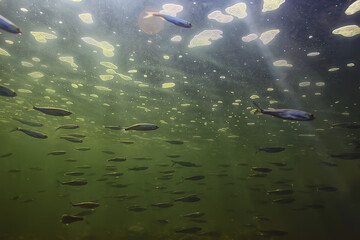 flock of small fish underwater, freshwater bleak fish anchovy seascape