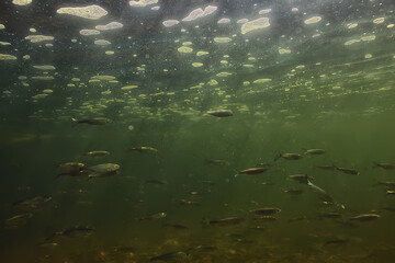 fish underwater shoal, abstract background nature sea ocean ecosystem