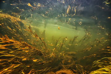 green algae underwater in the river landscape riverscape, ecology nature