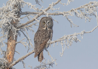 Great Grey Owl