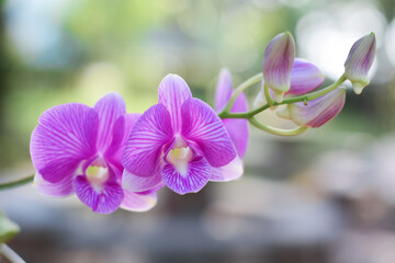 Orchids in the garden with a bright atmosphere