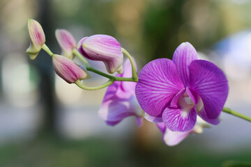orchid flowers in the garden