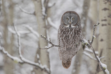 great grey owl