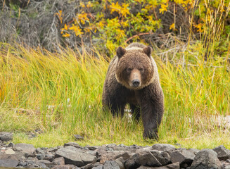 Obraz premium brown bear in the woods