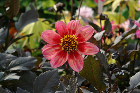 Dahlia of the 'Dahlegria Tricolore' variety in the garden. Stunning dahlia in a salmon and lilac pink with a deep red centre and the dark bronze foliage