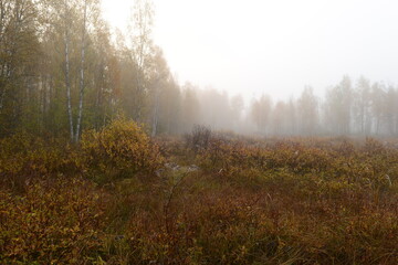 Autumn landscape of a foggy dawn on swamp surrounded by birch trees in yellow leaves