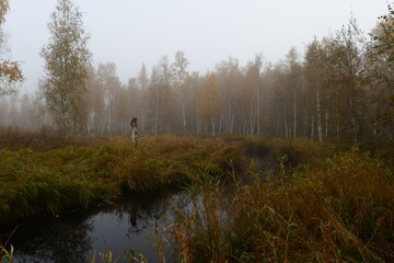 Autumn landscape of a foggy dawn on the grow dim  grass riverbanks of a forest river  with birch trees in autumn yellow leaves