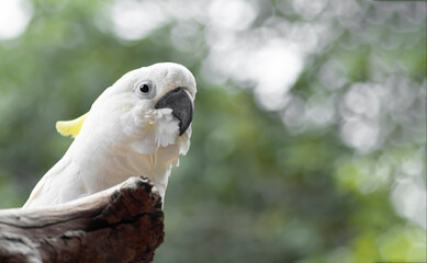 Close-up of macaws perched on dry branches