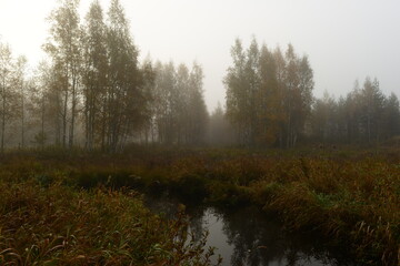 Autumn landscape of a foggy early morning on wetland of riverbanks of a forest river  with birch trees in fall yellow leaves