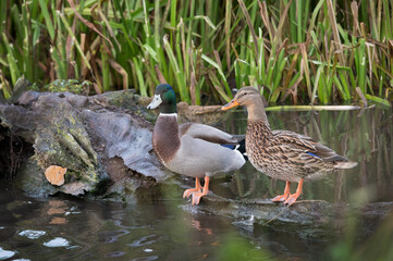 Mallard ducks in local pond