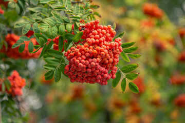 Rowan tree branches with ripe red berries growing in the garden.