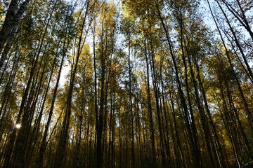 Autumn forest in the sunlight of the morning sun between birch tree trunks