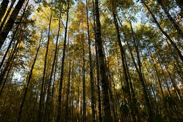 Autumn leaf colors birch forest in beautiful yellow color on the blue background sky in the morning sunlight