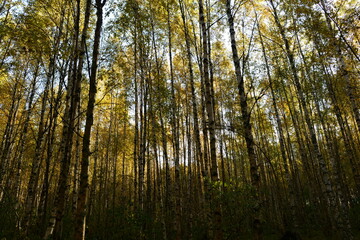 Autumn leaf colors birch forest in beautiful yellow color on the blue background sky on the sunlight