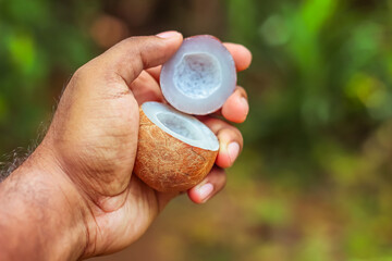 Miniature Dried Coconut Flesh in hand  | Coppara, kiwi fruit, Cocos Nucifera  in greenly nature...
