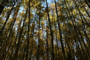 Autumn leaf colors birch forest in bright yellow color on the blue background sky in the morning sunligh