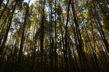 Autumn leaf colors the mystery birch forest in the picturesque yellow against the blue sky in bright sunbeams  in the early morning