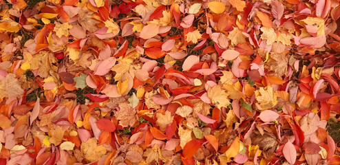 autumn leaves on the grass