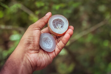 Miniature Dried Coconut Flesh in hand  | Coppara, kiwi fruit, Cocos Nucifera  in greenly nature background 