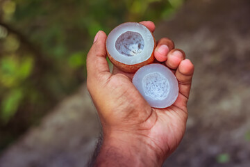 Miniature Dried Coconut Flesh in hand  | Coppara, kiwi fruit, Cocos Nucifera  in greenly nature background 