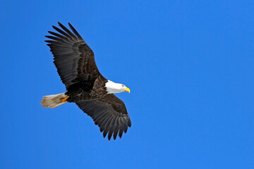  Bald eagle in flight,  against blue sky, haliaeetus leucocephalus