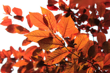 Red leaves in the fall season on a tree, bush. Deciduous forest in autumn. Branches with bright foliage. The change of seasons, the transition from summer to fall. Beauty of nature, macro details.