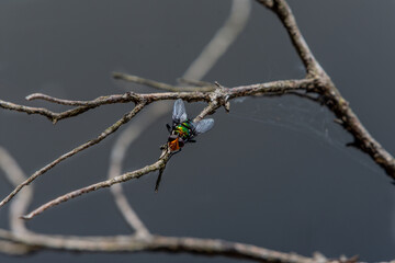 Australian fly on a branch