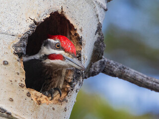Pileated woodpecker at nest
