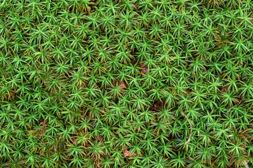 Green moss close-up from above. Forest natural texture
