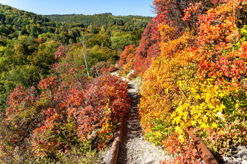 Farbenpracht bunter Perückensträucher in den Bergen bei Jena
