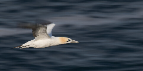 Gannet in flight