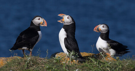 atlantic puffin or common puffin