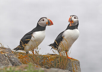 atlantic puffin or common puffin on a cliff