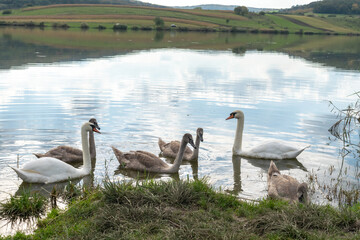 swans on the lake