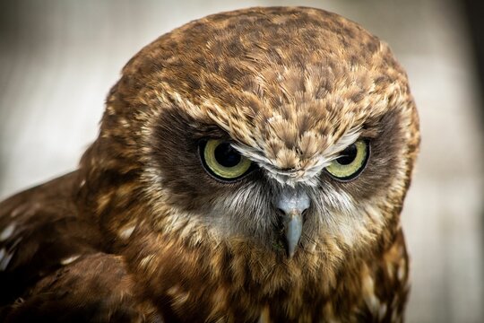 Portrait of curious Australian boobook in the blurred background
