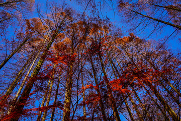 赤く染まったメタセコイア林の紅葉 生田緑地（神奈川県川崎市）