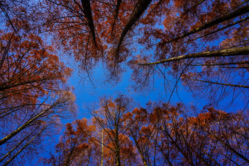 赤く染まったメタセコイア林の紅葉 生田緑地（神奈川県川崎市）