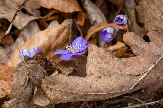 Four fresh blue flowers, the common hepatica, growing in between dry brown leaves. Spring day in the woodland.