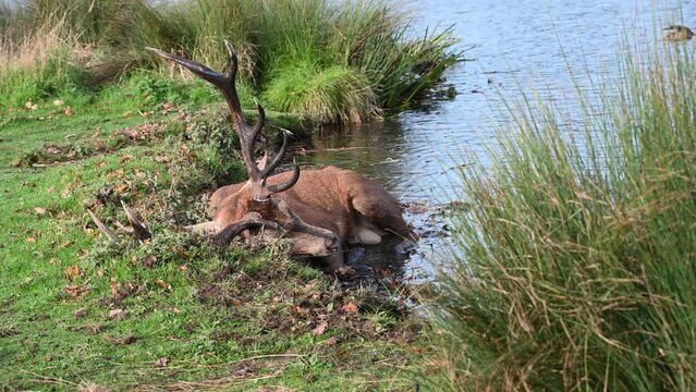 Stag wallowing in the muddy waters during the rutting season