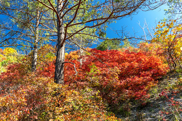 Herbstlich gefärbte Perückensträuche auf den Sonnenbergen in Jena