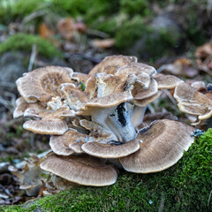 Large flat white mushrooms. Wild.