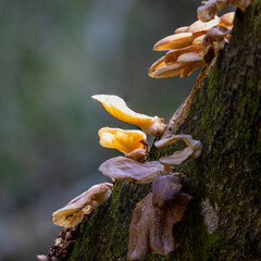 Bracket wild mushrooms on tree
