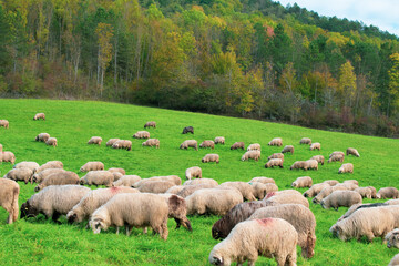Summer view of many sheep grazing on the green meadow