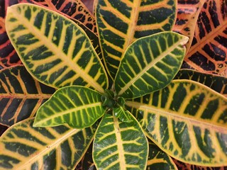 Codiaeum variegatum, Croton, plant with colorful ornamental foliage. Top view, full screen. Backgrounds and textures. © Elis Cora