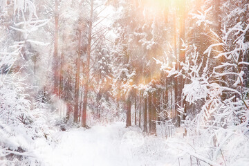 Obraz na płótnie Canvas Winter landscape. Forest under the snow. Winter in the park.
