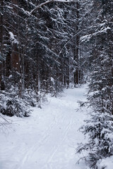 Fototapeta premium Winter forest. Landscape of the park in winter. Snow-covered trees at the edge.