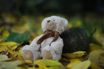 Adorable brown stuffed toy teddy bear with yellow maple leaf on head sits on dry orange leaves pile on ground in autumn park on nice sunny day close view. back to school concept.