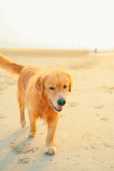 Golden retriever playing in the water on the beach,dog breeds on summer vacation