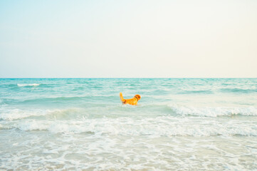 Fototapeta na wymiar Golden retriever playing in the water on the beach,dog breeds on summer vacation