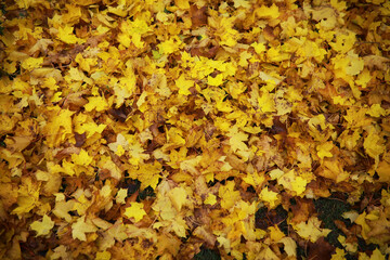 Beautiful autumn landscape with yellow trees and sun. Colorful foliage in the park. Falling leaves natural background